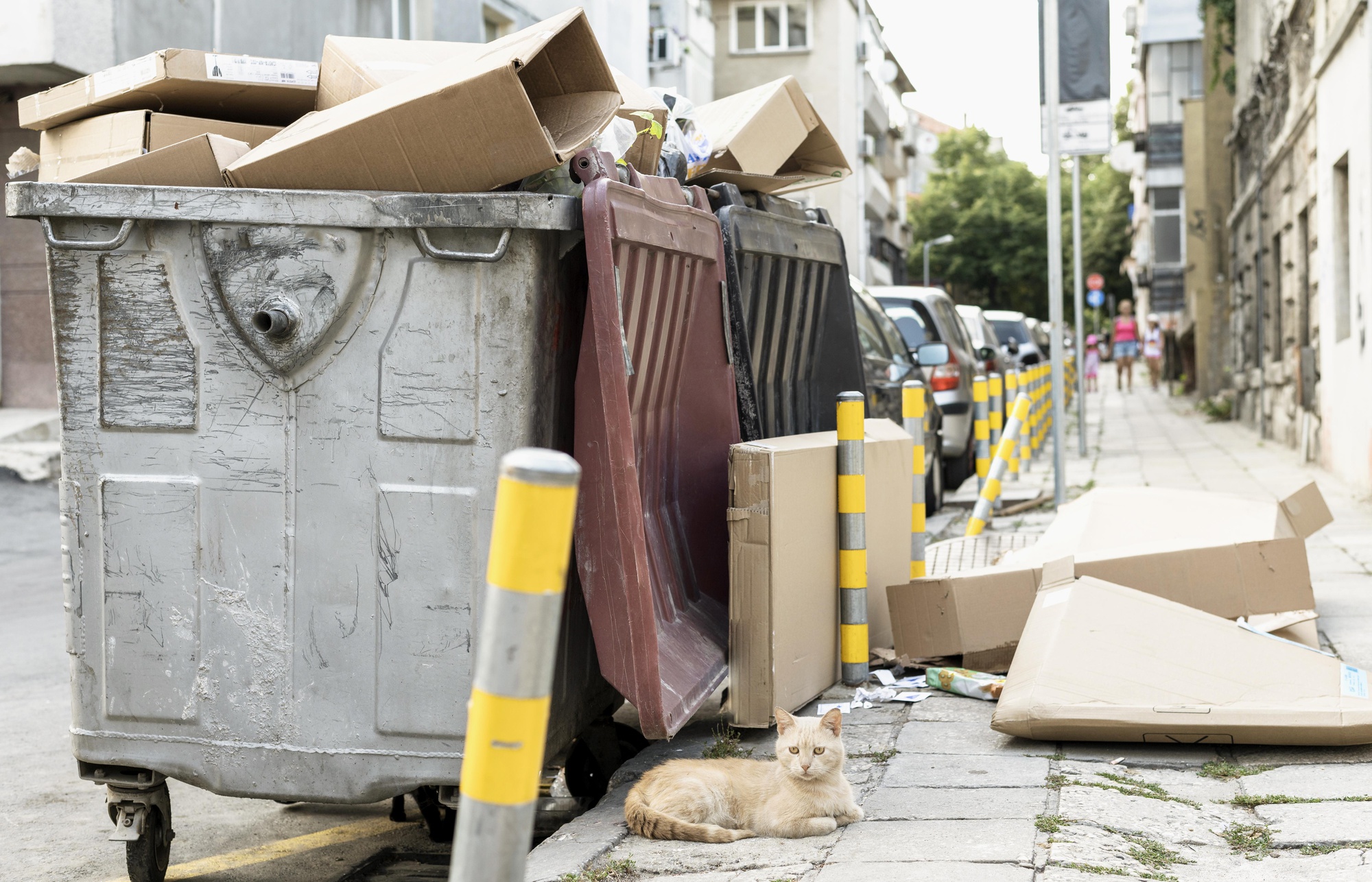 Revolutionizing Pet Waste Management with GoGo Stik