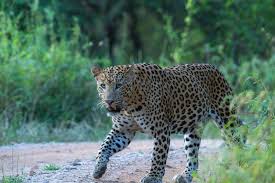 jhalana leopard safari park